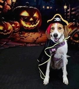 Pirate
